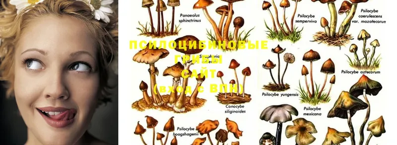 Галлюциногенные грибы Psilocybine cubensis  MEGA сайт  Бугуруслан  дарнет шоп 